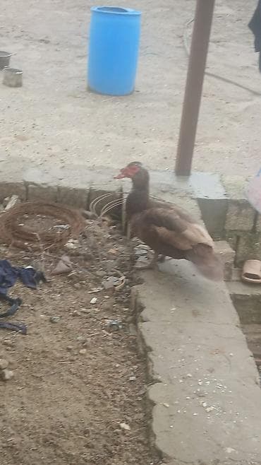 ordeyler: Erkək, | Lal ördək, Damazlıq — 3