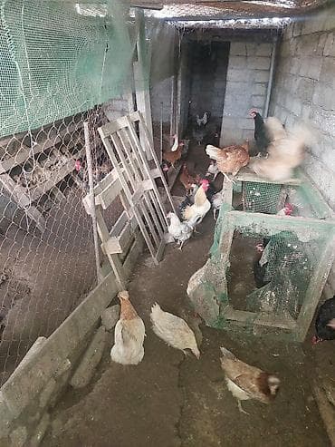 Toyuq, Damazlıq, Ünvandan götürmə