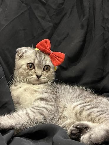 pisiy cantasi: Şotland — 1