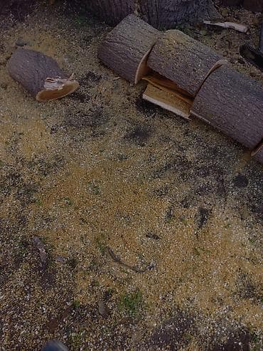 plastik kapi pencere: Ağac kesmek budamaq işləri görülür.🪚 Kotukleri səliqəli dogramaq qol — 3