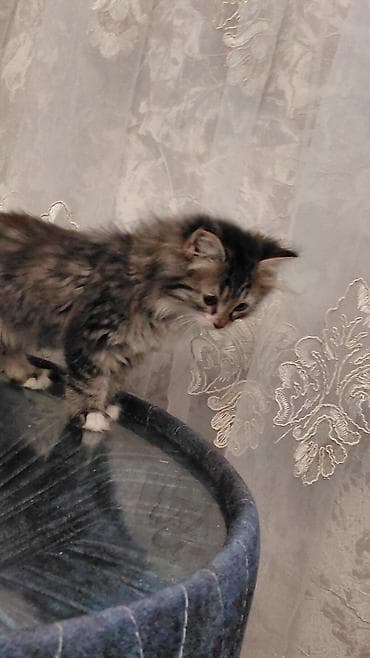 pişik həkimi: Tabbi, Dişi, Yaxşı əllərə — 9