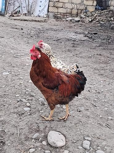 akvarium baliqlari qizil baliq: Kemd xoruzlari biri 25 manat — 3