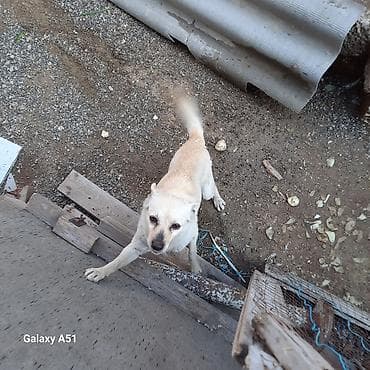 itlerin alisi: Kiçik ölçülü it – açıq krem rəngli, qısa tüklü - Növ: it (kiçik ölçü) — 3