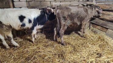 Sağlam 3 dənə 6 aylıq erkəy danalar satılır.Razılaşmaq olar