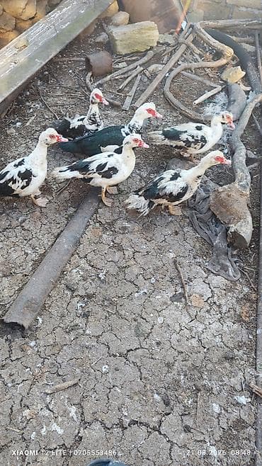 pomeranian spitz satisi: Lal ördəkləri 6 dənə Bakı şəhəri Nardaran qəsəbəsi istəyən olsa — 2