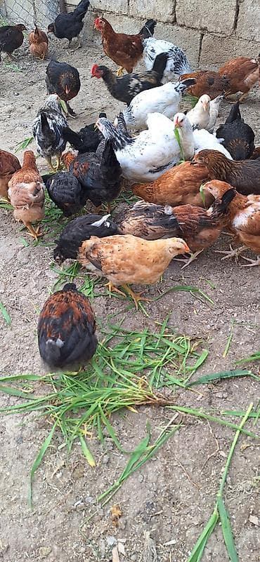 Куры: Kend çolpaları .Qiymet 6 manat 50 qepik — 1