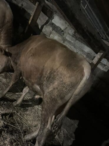heyvan bazari inekler: Теленок, Самец, месяцев: 1, 105120 кг, Для мяса, Самовывоз — 7