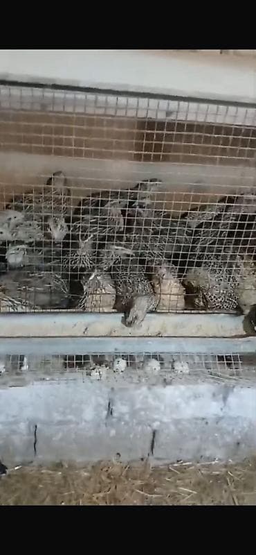Bildirçinlər – yumurtaçı və ətlik istiqamət - Növlər: müxtəlif rəngdə lalafo.az -da Bildirçinlər – yumurtaçı və ətlik istiqamət - Növlər: müxtəlif rəngdə