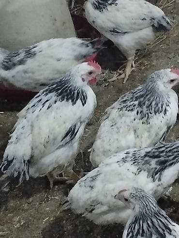 cuce toyuq: Toyuq cücələri, Ətlik — 1