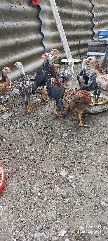 şamo beçə: Təmiz qan daş pipik və badam pipik heyratı fərə və beçələr.Unvan — 10
