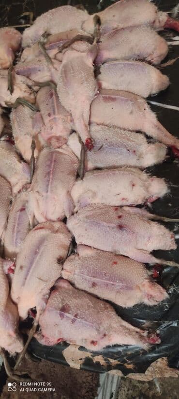 Temizlenmis ov quslari

Təsvir:temizlenmis ov quslari