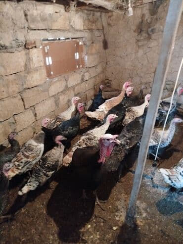 lal ördək satılır: Erkək, Kanada, Amerika, Ətlik — 4