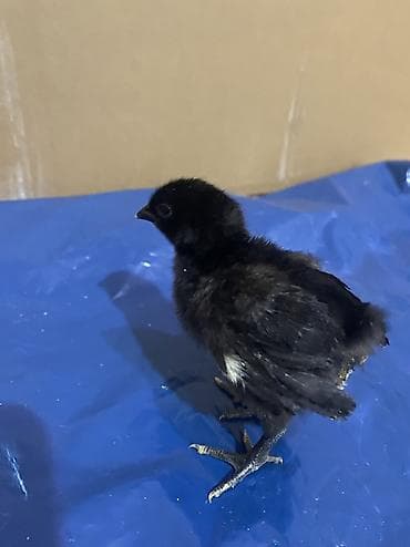 ari satisi: Toyuq cücələri, Damazlıq — 1