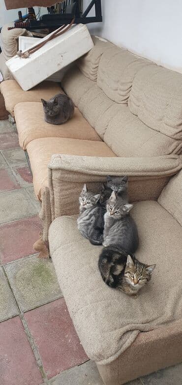 Tabbi, Yaxşı əllərə