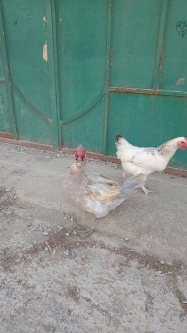 barter itlə: Qiymet sonu 60azn barterde ederem bu qiyməti uygun olan qazla mene 20 — 3