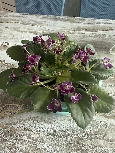 samdanlar ve saat: Afrika bənövşəsi (Saintpaulia) – saxlaması asan, bol çiçəkli otaq — 3