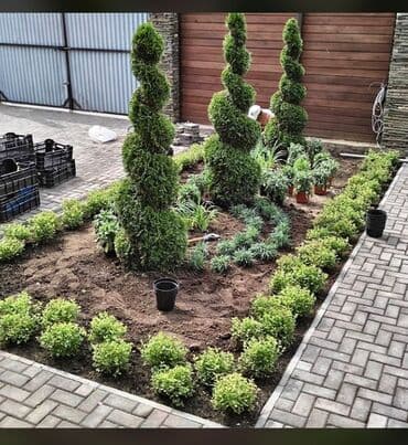 lipa ağacı: Dekarativ agaclarin satisi qazon torpaq torf diger gubrelerin satisi — 8