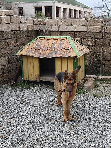 it satilir: Alman çoban iti, Peyvəndli — 4