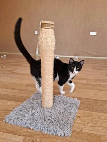 pisiye verilen adlar: Erkək, Yaxşı əllərə, Ünvandan götürmə — 3