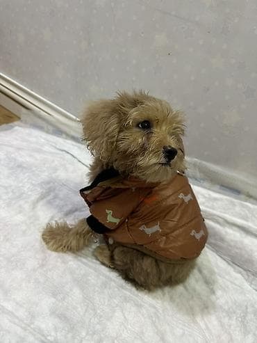 mini pincer: Malta bolonka, 2 ay, Dişi, Peyvəndli, Ödənişli çatdırılma — 5