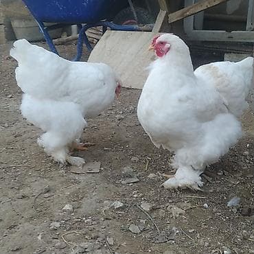 pitbull tap az: Toyuq, Brama, Damazlıq — 4