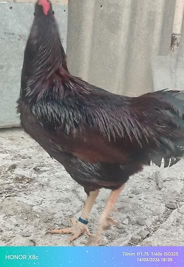 Куры: Tam orginal aktiv redayland xoruzu - Cins/Tip: Yerli ət‑yumurta — 4