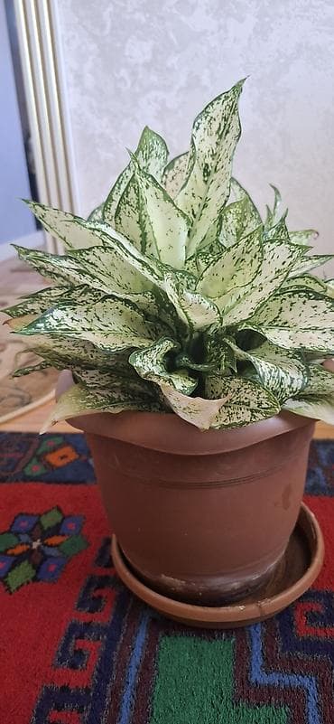 otaq studiya: Ağ-yaşıl xallı yarpaqları ilə dekorativ otaq bitkisi – Aglaonema — 3