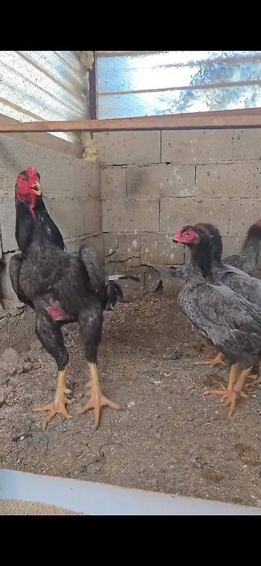 kənd heyvanları: Toyuq, Damazlıq — 3