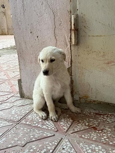 itle barter: 3 ay, Erkek, Ünvandan götürmə — 2