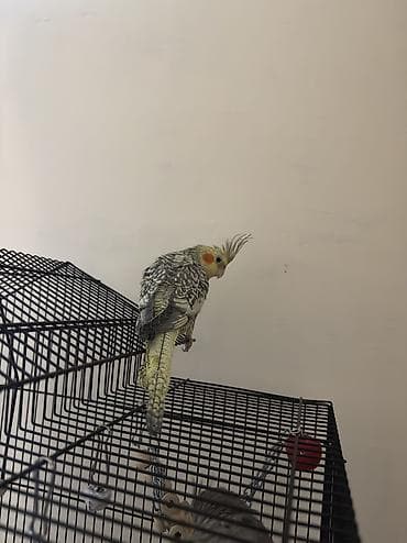 papuqay quş: AĞCABƏDİ RAYONU ÖZ YETİŞDİRDİYİMİZ BALA 2 AYLIQ XORUZ ƏLƏ TAM — 8