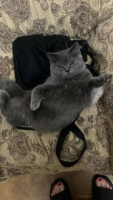 şotland pişiyi qiymeti: Şotland, Erkək — 5