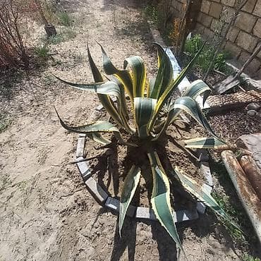 çöl bitkiləri: Aqava americana “Variegata” – dekorativ sukulent - Növ: Agave — 3