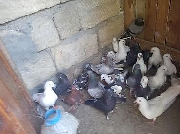 göyercin: Məhsul: 30 eded göyercin tam saqlam quşlardır — 4