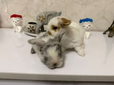 Toyuqlar: Ev dovşanları – 2 ədəd - Növ: dekorativ/mini ev dovşanı - Rənglər — 2