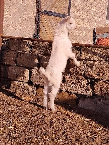 Balıqlar: Erkək saanen çəpişi.25 günlükdür.Üçəm doğulublar.Anasının süd verimi — 3