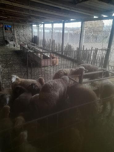 Птицы: Satış: Qoyun və quzular sürü halında - Növ: yerli cins qarışığı (ağ — 4