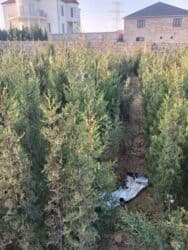 sumax ağacı: Şam ağacları — 2