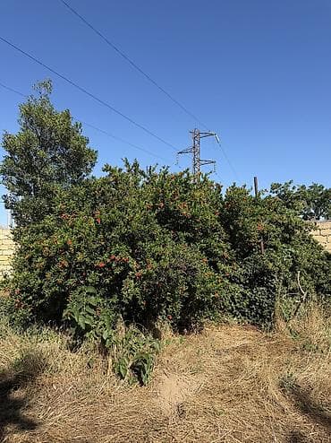 ceyranbatanda: Ceyranbatanda xüsusi təklif: 8 sot torpaq sahəsi və yarımçıq tikili — 4