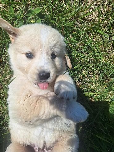 Retriever, 2 ay, Erkek, Pulsuz çatdırılma lalafo.az -da Retriever, 2 ay, Erkek, Pulsuz çatdırılma