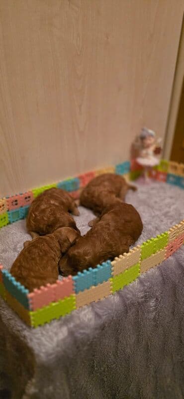 карликовый пудель: Пудель — 3