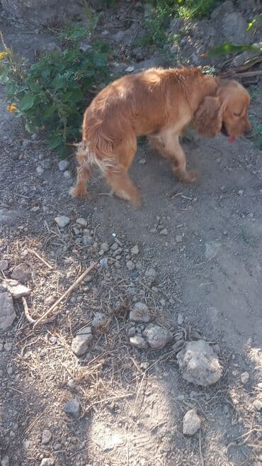 cocker: Koker spaniyel, 2 il, Erkek — 3