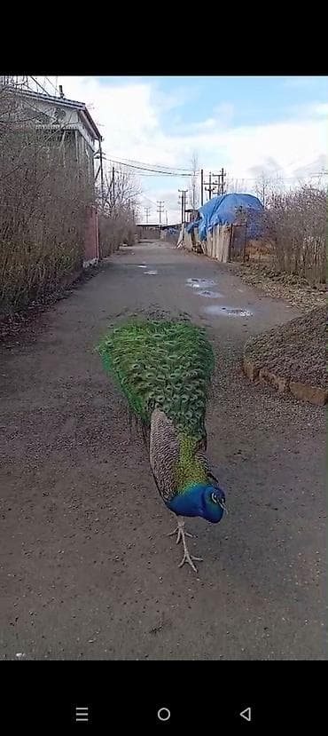 Məhsul: Hind tovusu (pavlin) – erkək, dekorativ cins Təsvir: - Parlaq