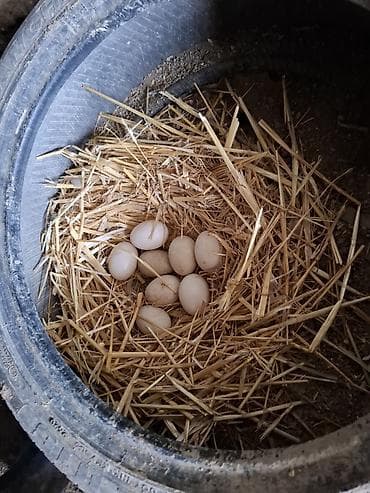 Muscovy ördəyi (indo-ördək) üçün yumurtalar zumrudu balasi sifarisi