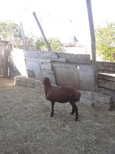 diri quzu satisi: Erkəy quzular super kokduler qurbana kesmeye yararlidir — 5