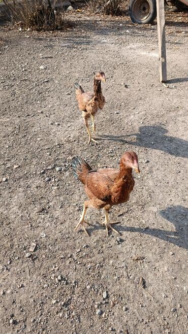 lavanda ordək: Erkək, Damazlıq, Ödənişli çatdırılma — 3
