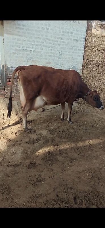 Inek 3 balasi dogub disi balaldir 4 ayliq disi duyesi var her saganda