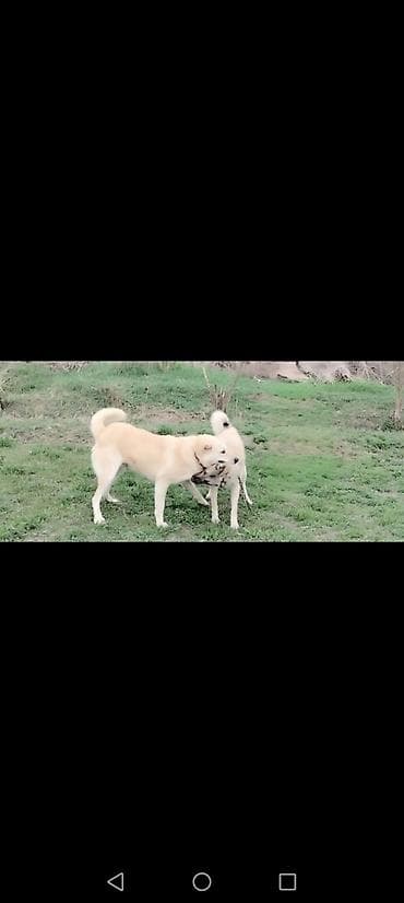 balaca şirin itler: Alabay, 1 il, Erkek, Ünvandan götürmə — 2