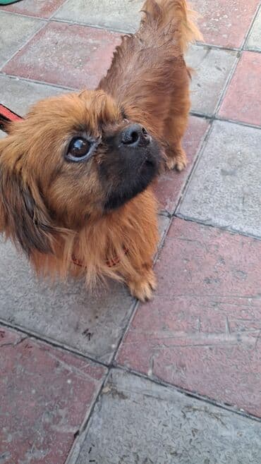 Pekines lalafo.az -da Pekines