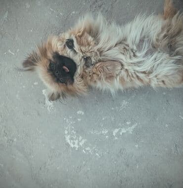 it ucun zəncir: Pekines, 11 ay, Dişi, Ünvandan götürmə — 2