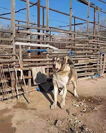 afçarka itlər: Qurdbasar, 1 il, Erkek, Cütləşmə üçün, Ünvandan götürmə — 9